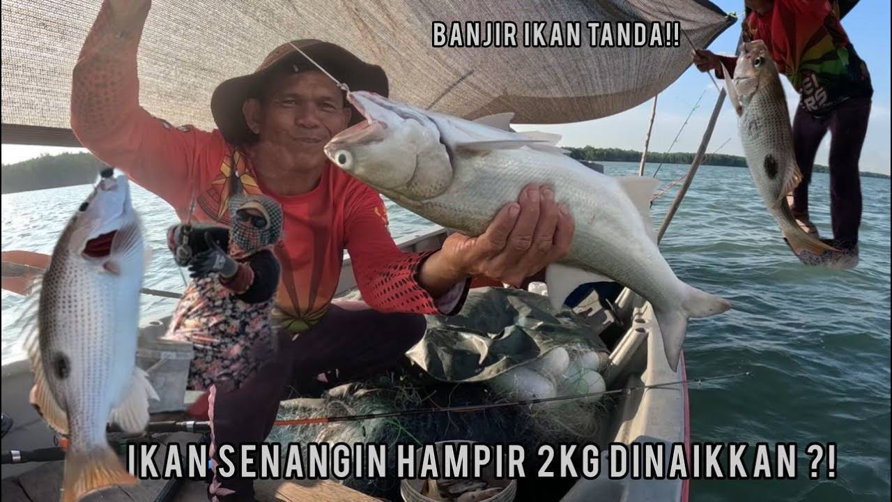 TARIKAN IKAN SISIK BERAT 2KG BERJAYA!! MENJARING BAWAL KUMPAU TAPI..HASIL MEMANCING PADUUU!!!