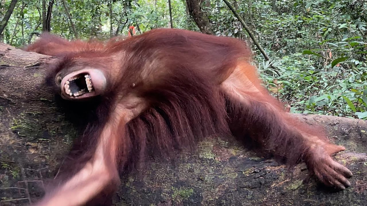 Rescue orangutan is so happy to be back in the jungle