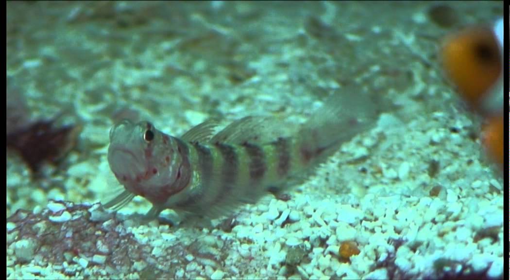 Amblyeleotris wheeleri 001.mp4