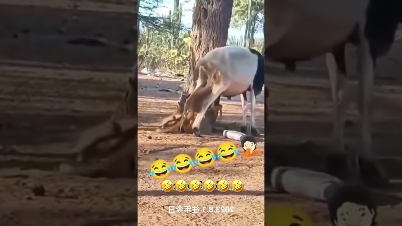 Monkey Grabs Sheep&rsquo;s Balls and You Won&rsquo;t Believe What Happens