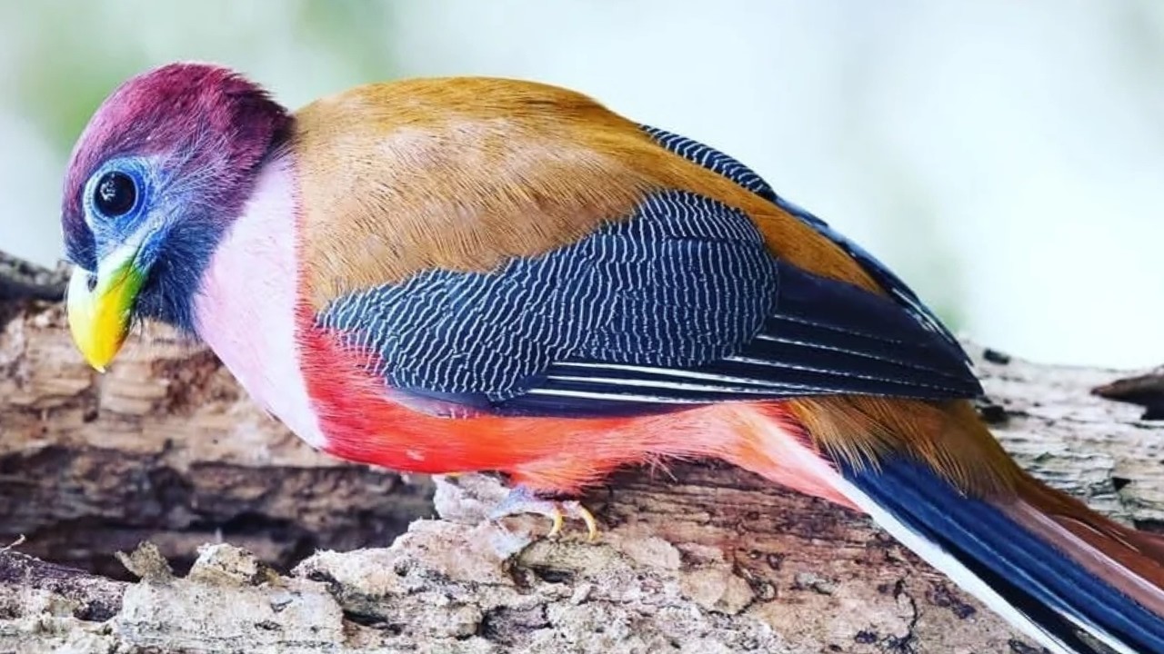 Birds of the Philippines – 15 Strange Species You Won’t Believe Exist