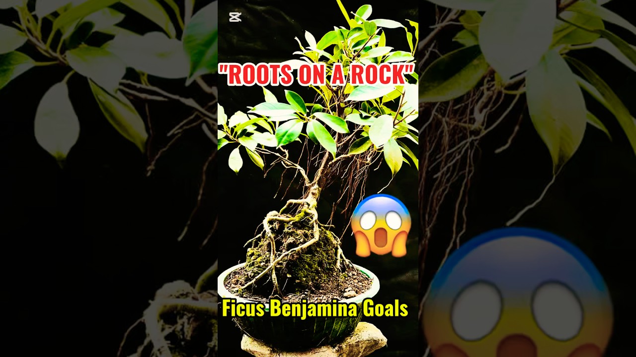 "Unbelievable! 🤯 This Bonsai Grows ON A ROCK! (Ficus Benjamina Root over Rock)"