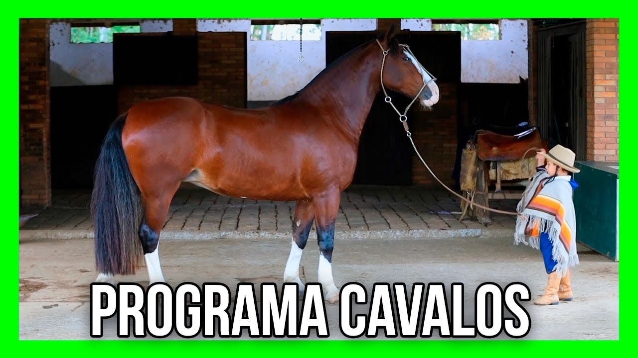 PROGRAMA CAVALOS - IN&Eacute;DITO