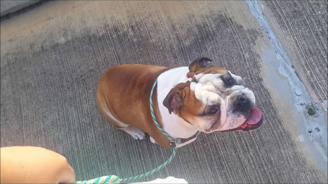 Aggressive English Bulldog Bueller learning manners with Houston dog training