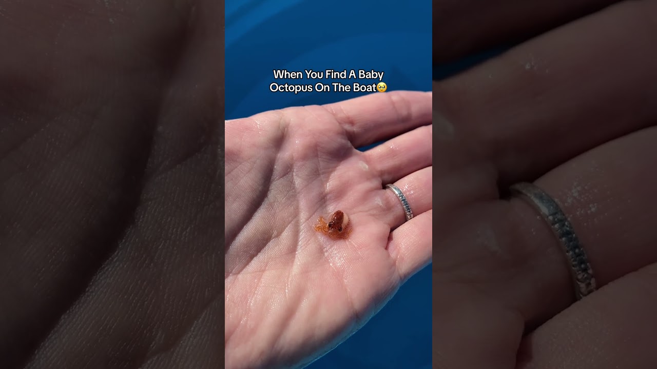 Cute baby octopus dancing🐙 #octopus #babyoctopus #babyanimals