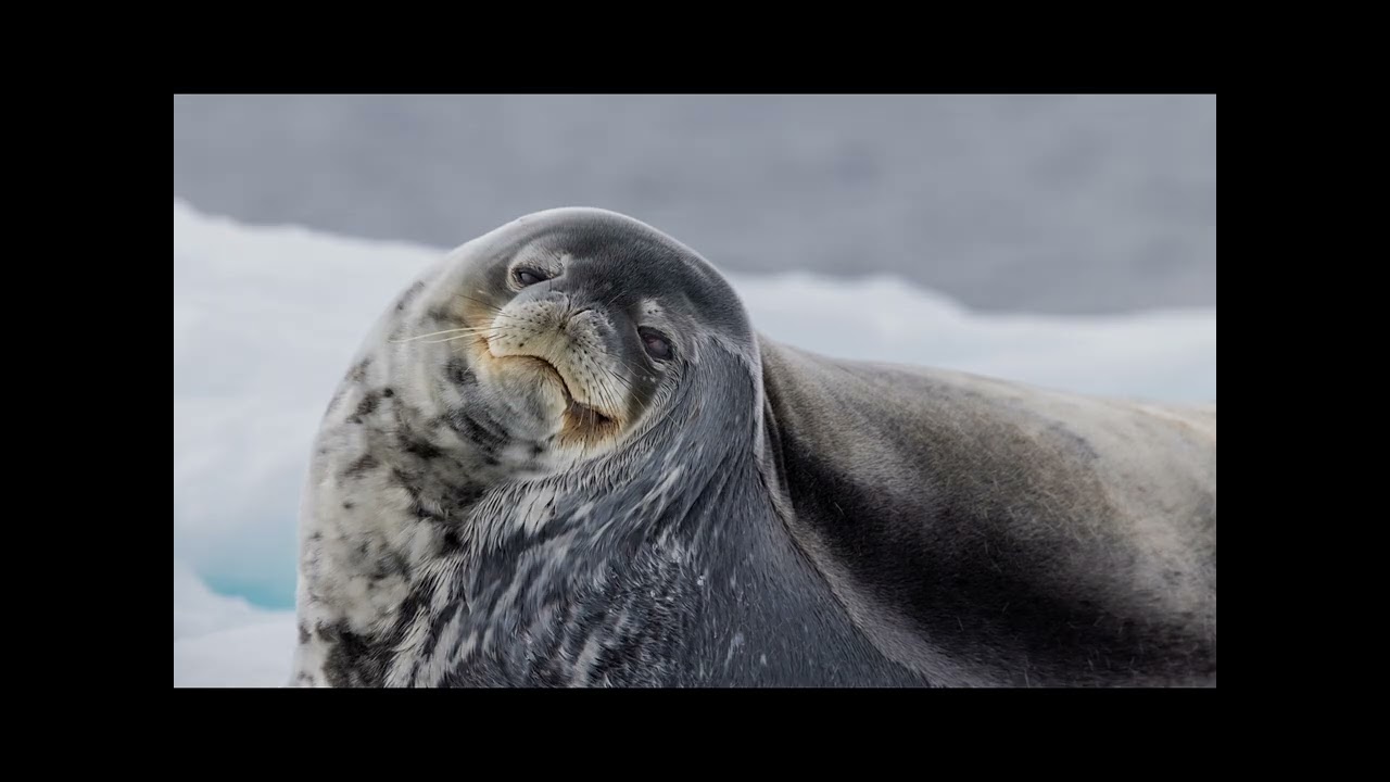 Antarctica Highlights 2026