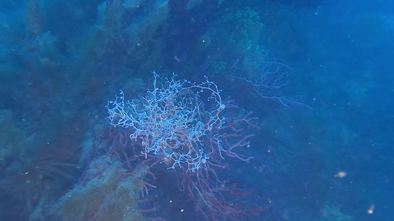 Stella Gorgone Astrospartus mediterraneus Basket star intotheblue.it