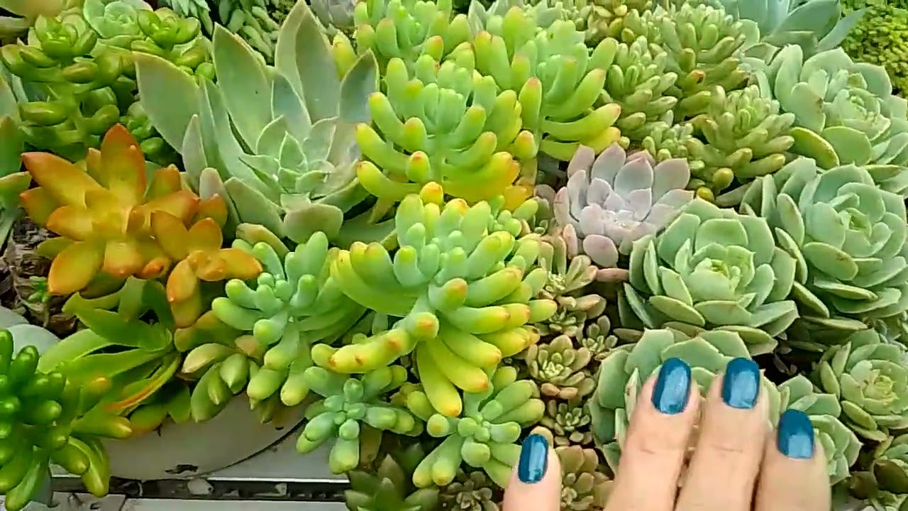 Sobre cochonilha e pragas (dicas)☀️🌺#suculentas #arranjofloral #foryou #foryourpage #fyp #dicas #fy 