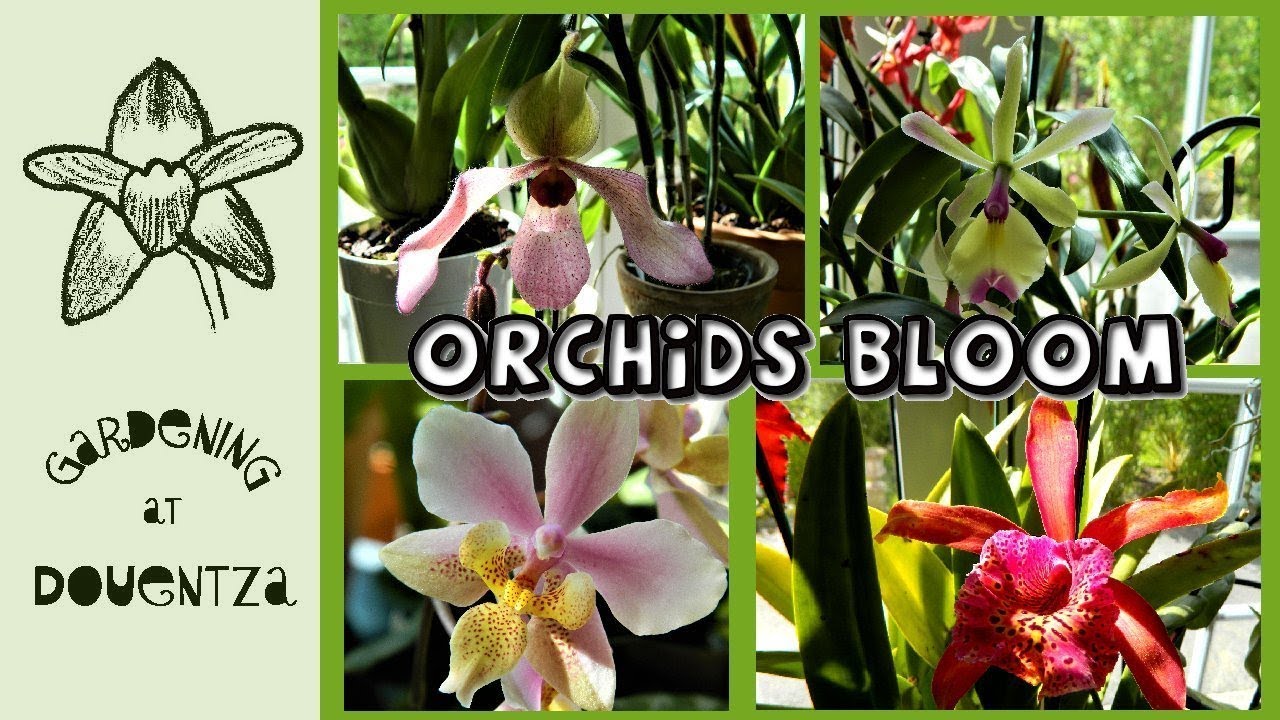 May Orchids in Bloom & Streptocarpus