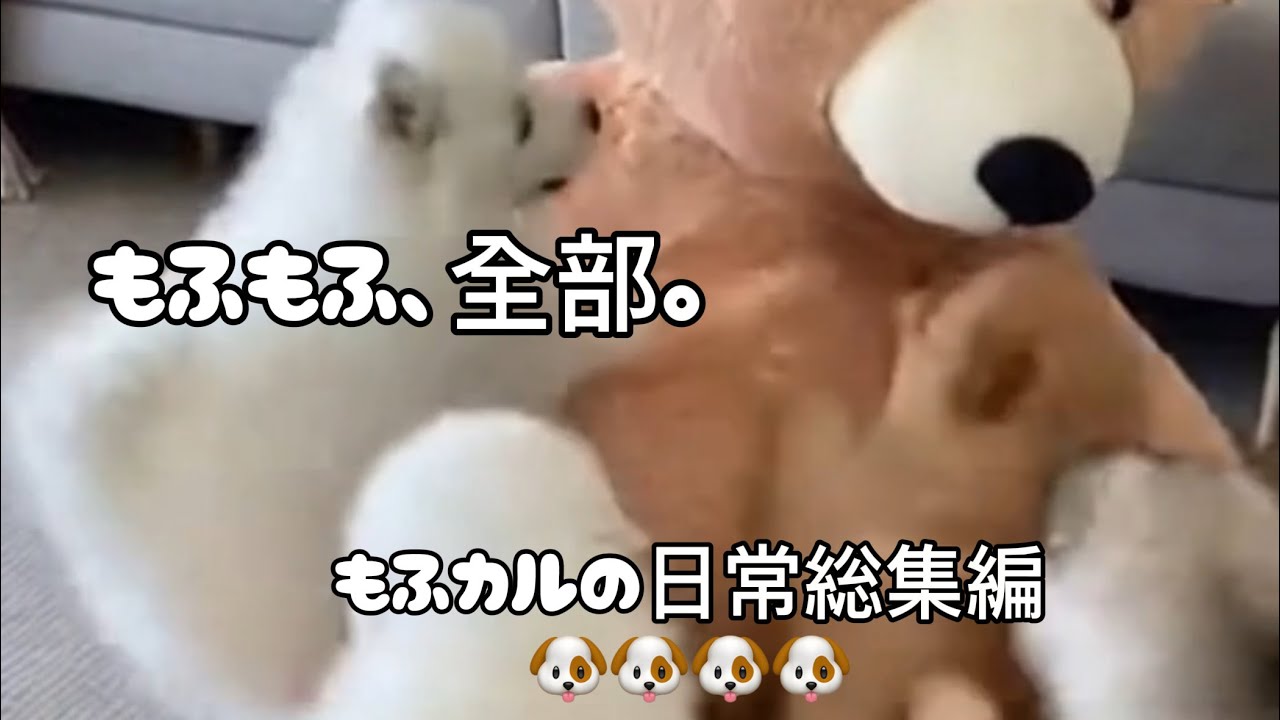 もふもふカルテットの癒し🐾ずっと見てたい日常総集編🐶🐶🐶🐶