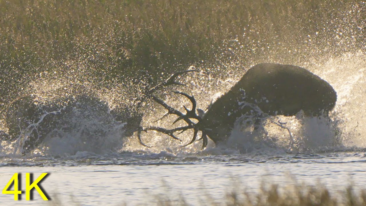 Hirschbrunft: Kampf im Wasser  -- Red Deer Rutting: Fight in the Water