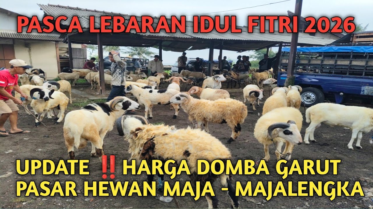 UPDATE‼️HARGA DOMBA GARUT PEJANTAN PASAR HEWAN MAJA - MAJALENGKA