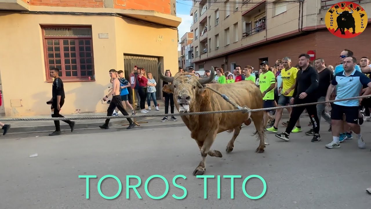 Alcanar,toros ensogados MANSILLA 11 mayo 2024