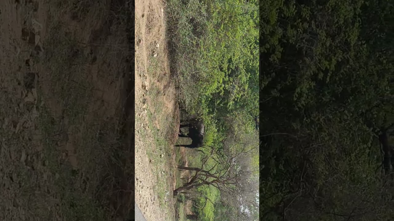 Elephant 🐘 @muthatti forest#wildlife#forest#viralvideo#