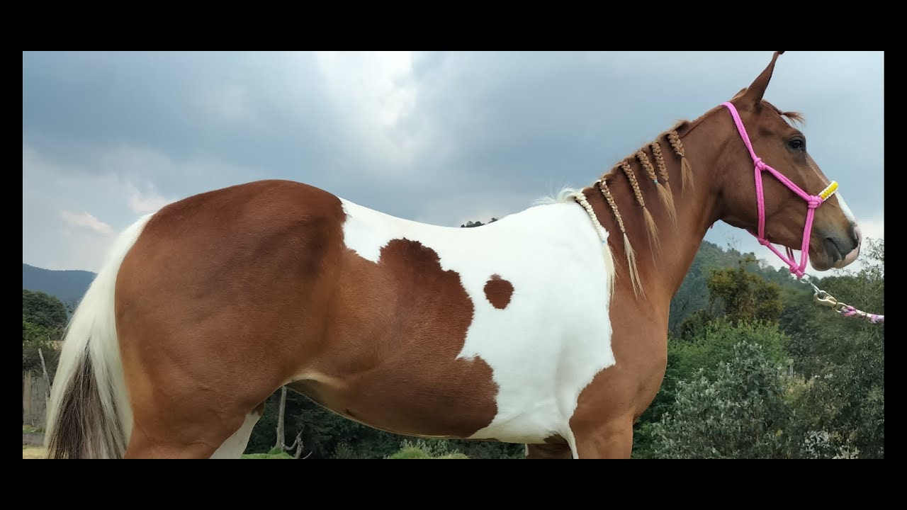 POTROS Y CABALLOS QUE LLEGARON AL RANCHO LAS TABLAS,PLAZA GANADERA,MARTES--3/06/2025--SEGUNDA PARTE.