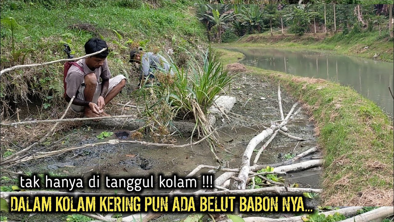 SAKING BANYAK BELUT NYA‼️SAMPAI DI KOLAM KERING ADA BELUT BABON NYA
