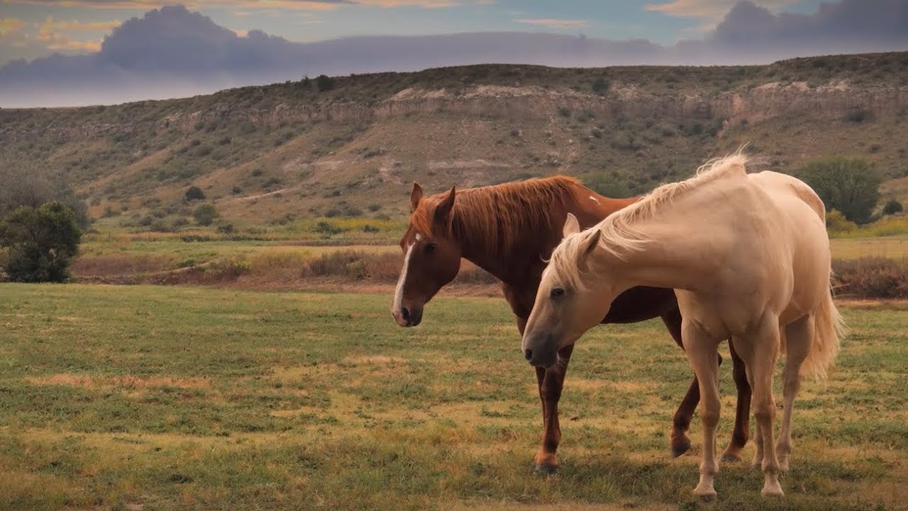 Rescuing Horses and Healing Humans at Dove Creek Equine Rescue