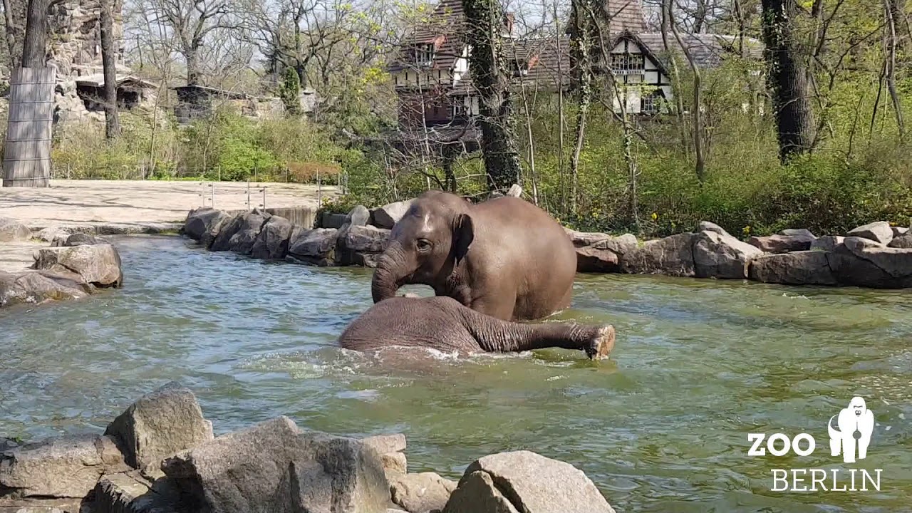 Elefanten baden im Zoo - Poolparty at Zoo Berlin