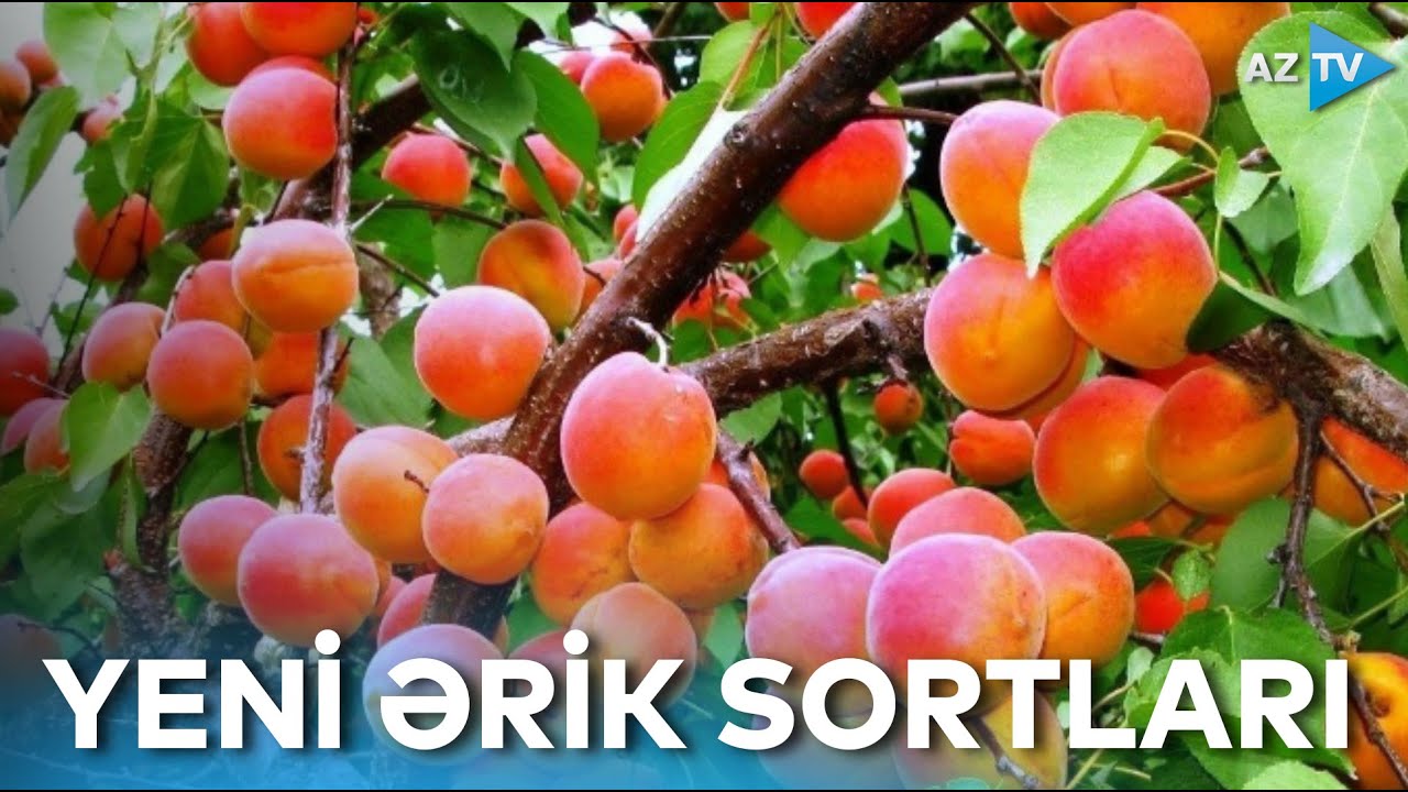 Qubada sərt iqlim şəraitinə davam gətirən ərik sortları sınaqdan ke&ccedil;irilir