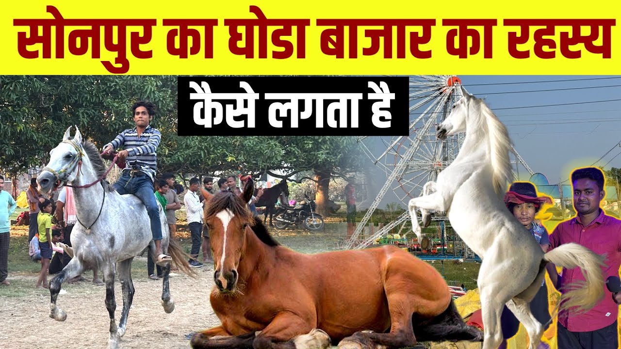Sonpur mela 2025 |सोनपुर मेला घोड़ा बाजार का रहस्य जो कोई नहीं जानता | ghoda bazar | पशु mela sonpur