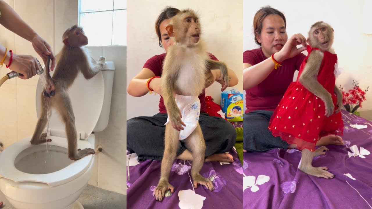 Smart Monkey Know How To Use Toilet. Monkey Jessi
