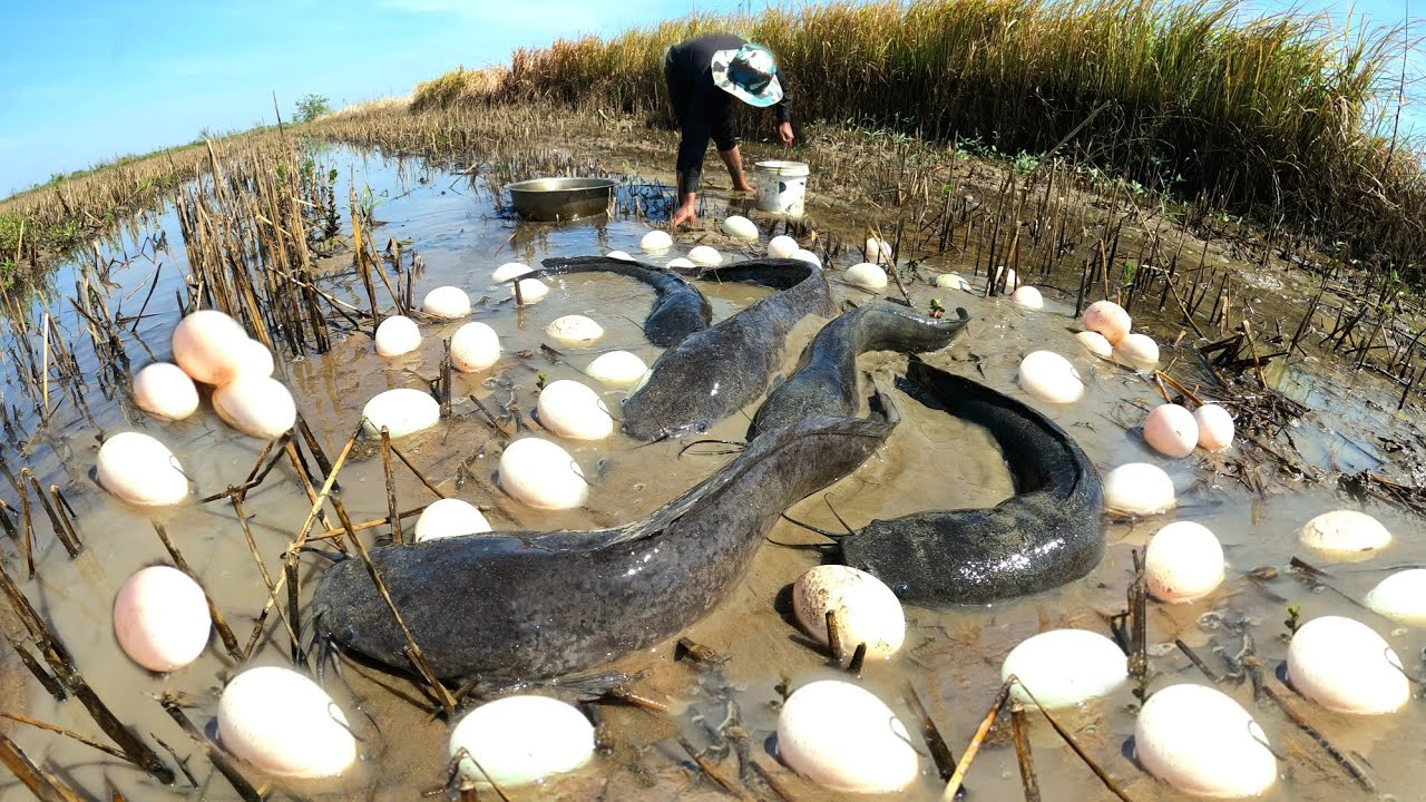 Catching fish and collecting duck eggs in the rice fields near Liang is a lot.