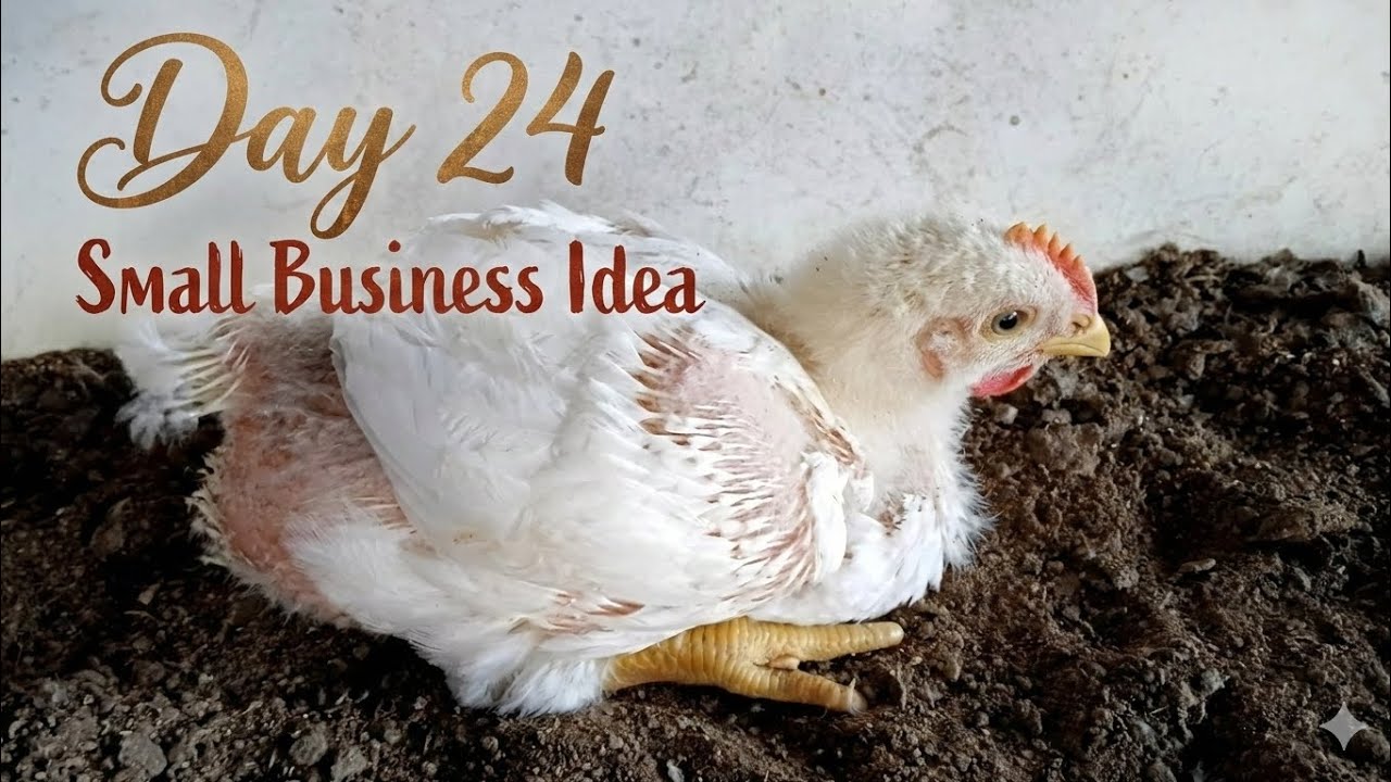Small business idea// day 24 // poultry farm business/