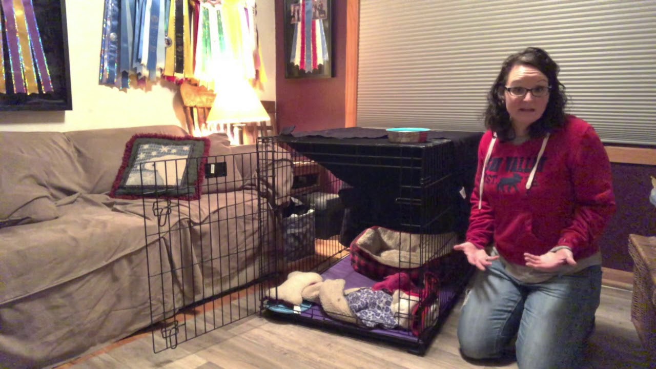 How to crate train your puppy. Training your dog to happily go in their crate/kennel on their own!
