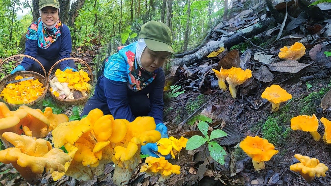 เก็บเห็ดล่าสุด เห็ดมันปูยักษ์​ เห็ดตะไค เห็ดผึ้ง ออกบนดอยสูง แม่ลาน้อย