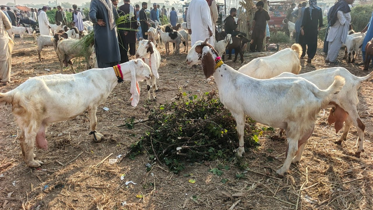 Tando Adam Bakra Mandi || Milking Goat || Cute kids || Mandi Updates 2028