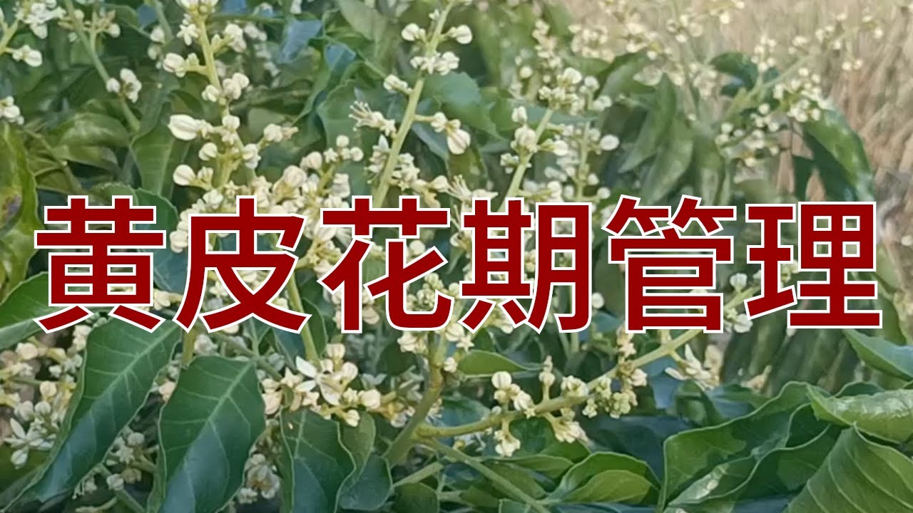 黄皮果树的花期修剪与管理