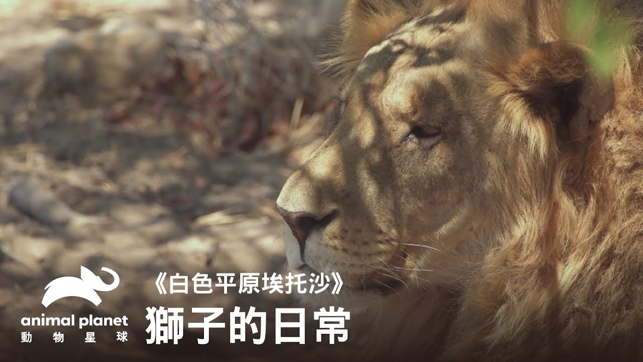 獅子的日常：趕獵豹、睡覺、交配｜動物星球頻道