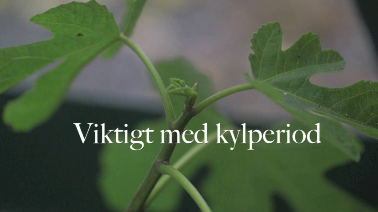 &Ouml;vervintra citrus fikon oliv - s&aring; h&auml;r g&ouml;r du