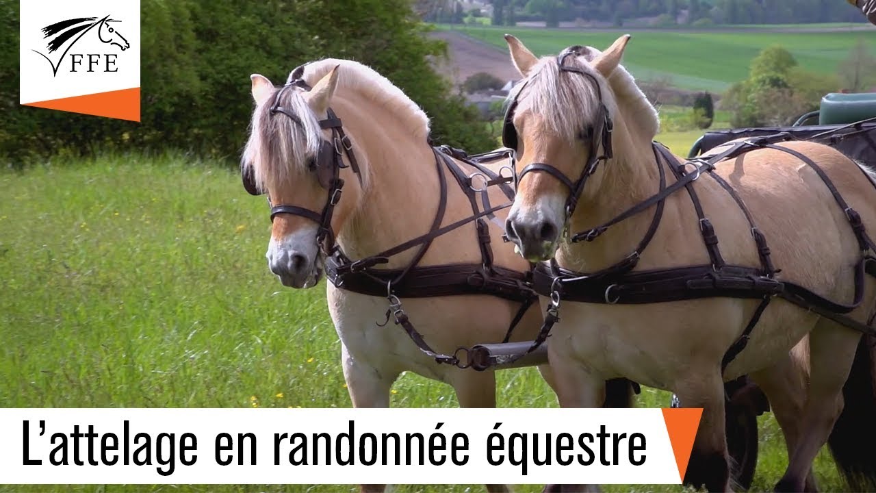 L'attelage en randonnée équestre