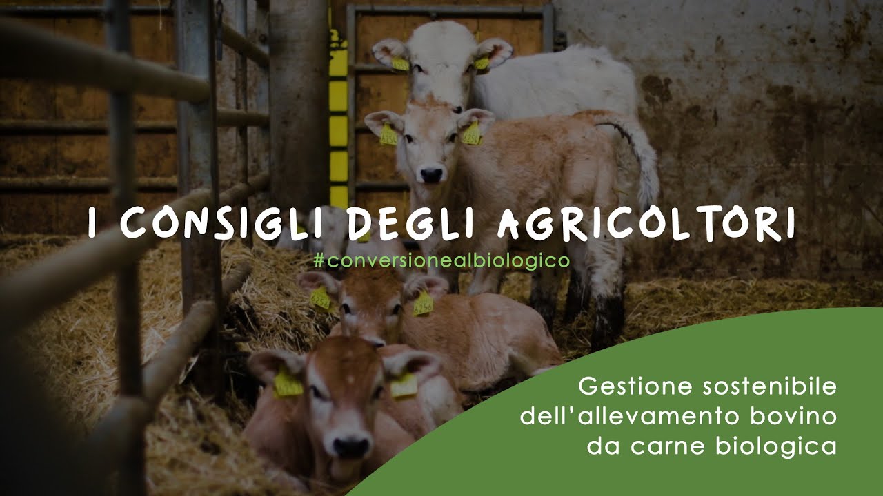 GESTIONE SOSTENIBILE DELL’ALLEVAMENTO BOVINO DA CARNE BIOLOGICA