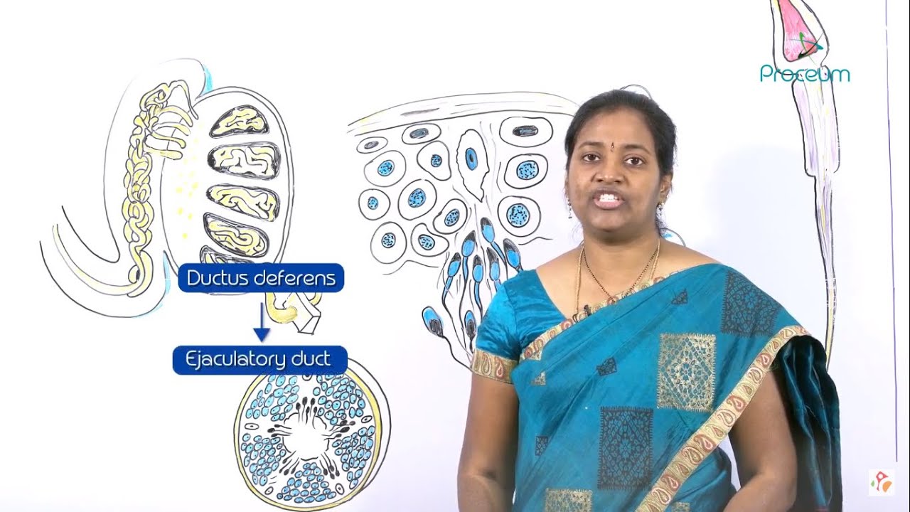 Spermatogenesis - Embryology Lectures
