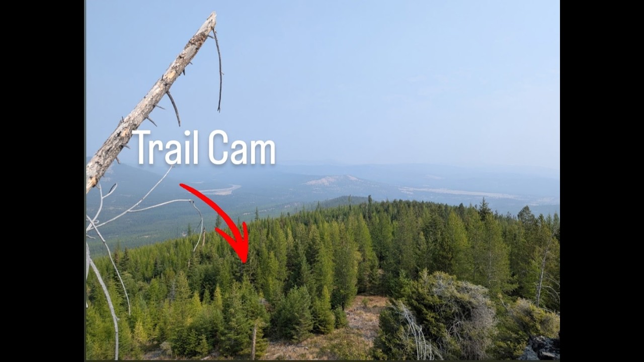 Hidden Forest Secrets: Deer, Elk, and a Surprise Visitor