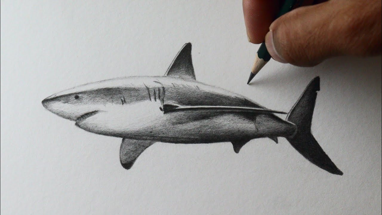 Como desenhar um Tubarão branco PASSO A PASSO narrado