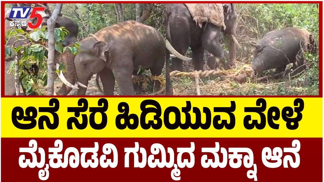 Hassan Wild Elephant | Tusker | ಆನೆ ಸೆರೆ ಹಿಡಿಯುವ ವೇಳೆ ಮೈಕೊಡವಿ ಗುಮ್ಮಿದ ಮಕ್ನಾ ಆನೆ | Tv5 Kannada
