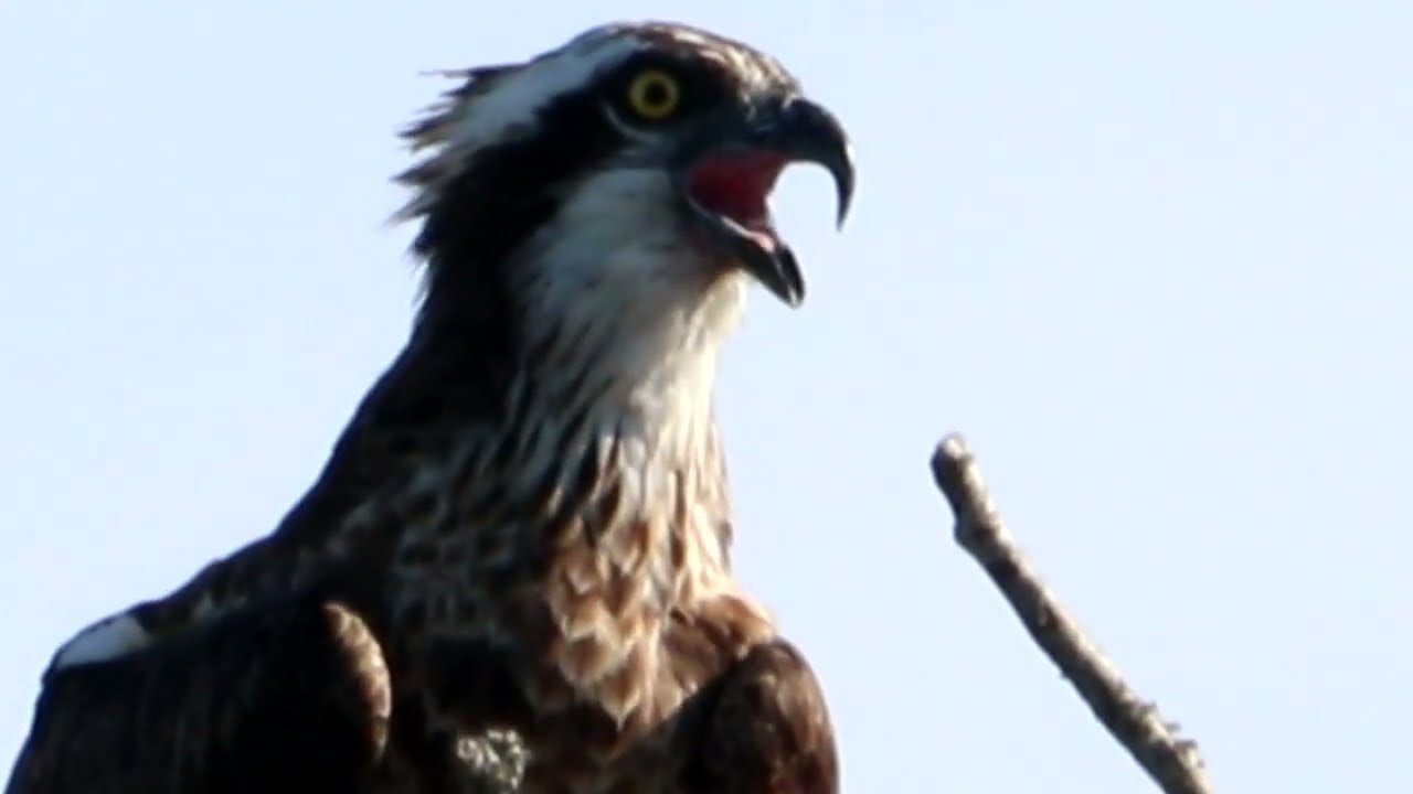 Visarend , Osprey ,fiskgjuse ,Fischadler ,鱼鹰 , águila pescadora , اوسبري