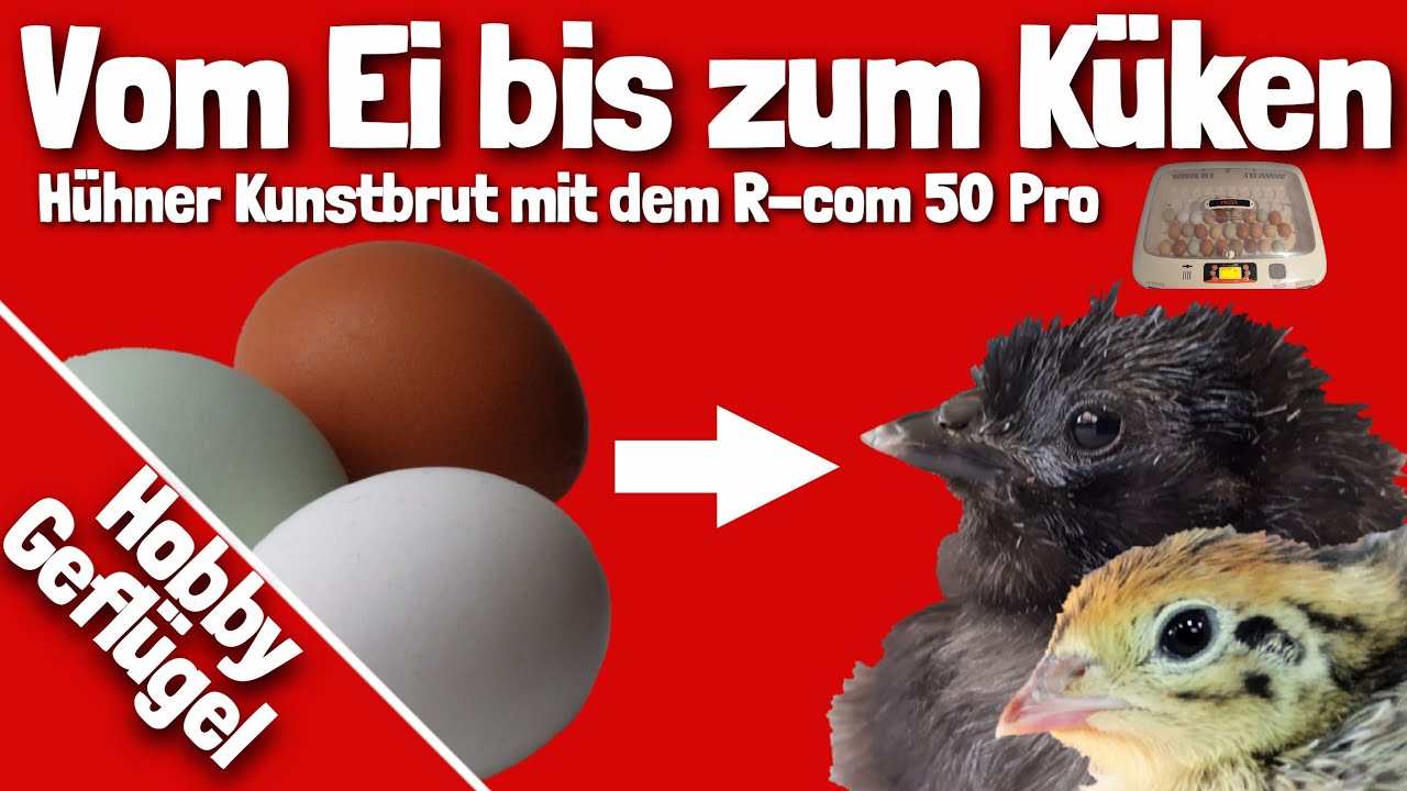 Vom Ei bis zum Küken | Hühner Kunstbrut mit dem R-com 50 Pro