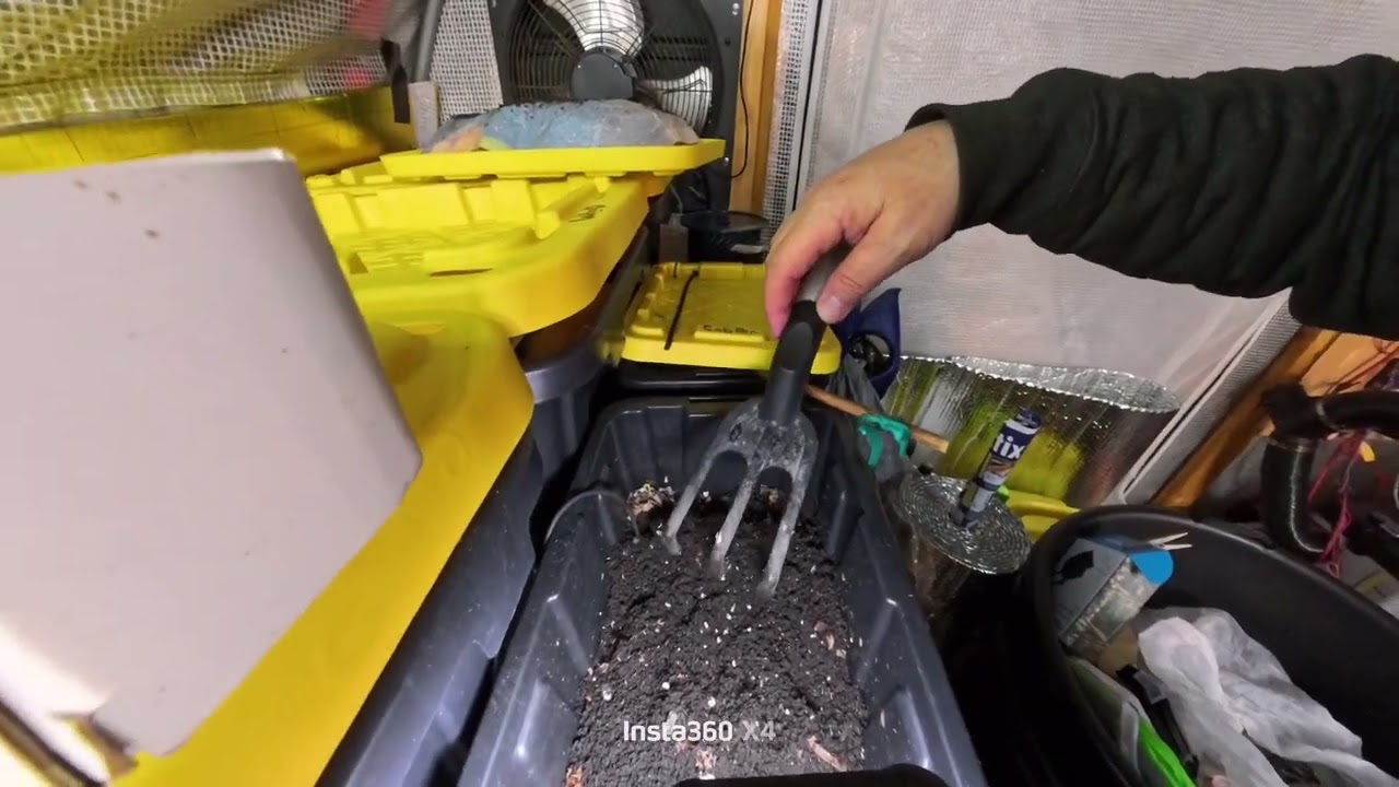 Checking in on my Pete & corn cob worm breeder bins & feeding #14