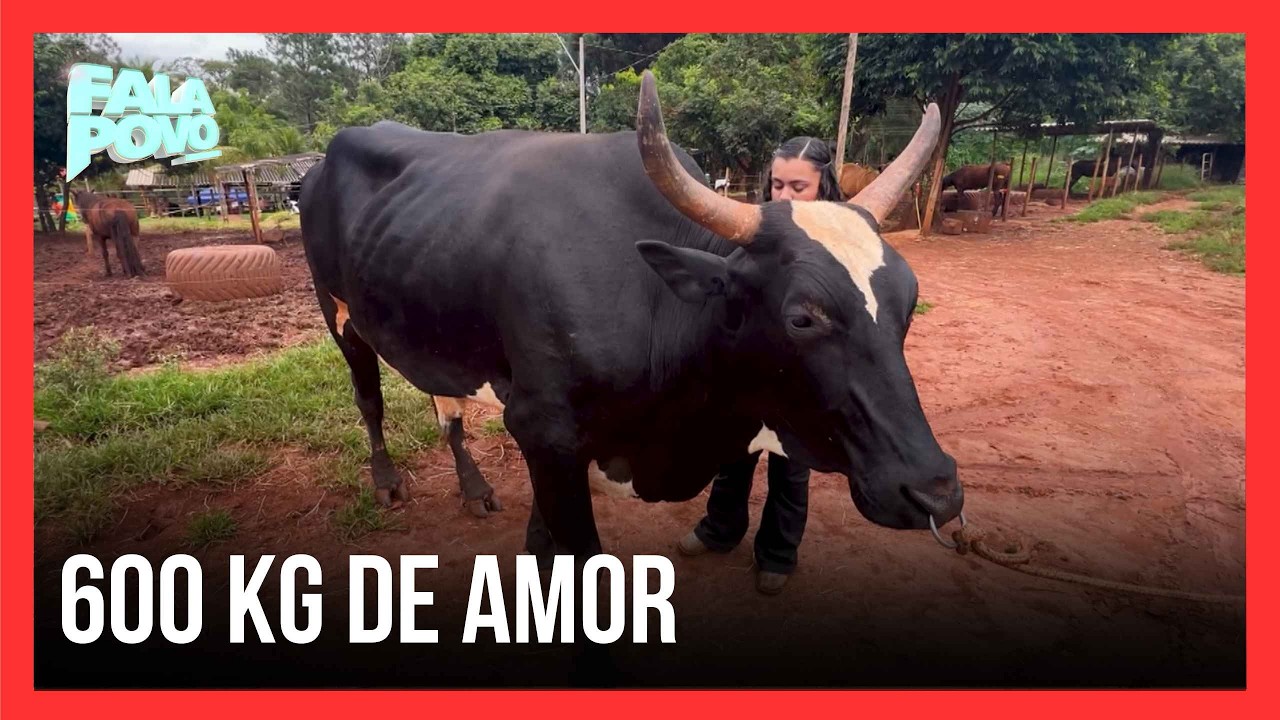 BOI DE ESTIMAÇÃO? Animal de 600 kg vira melhor amigo de moradora em Uberlândia