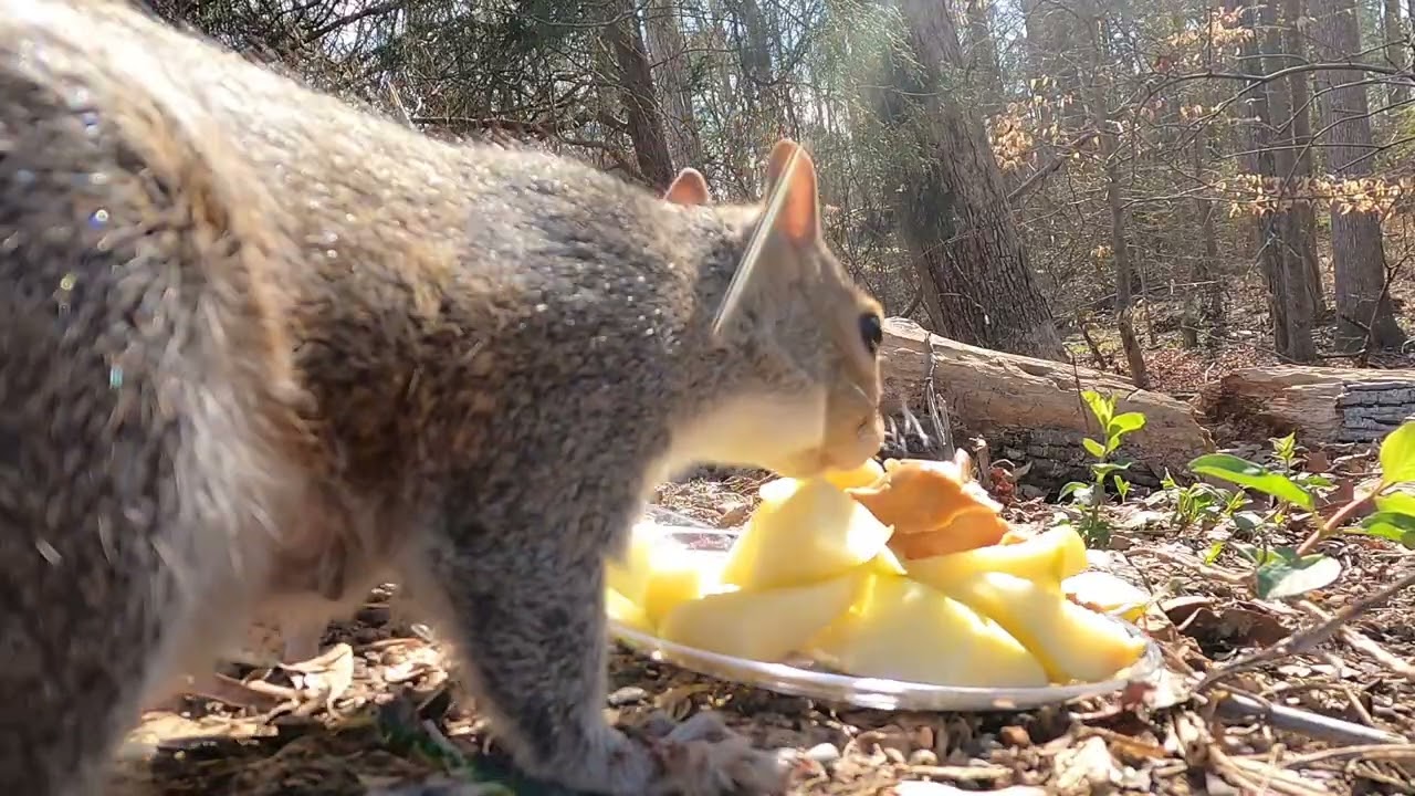 Will a Squirrel Eat an  Apple?