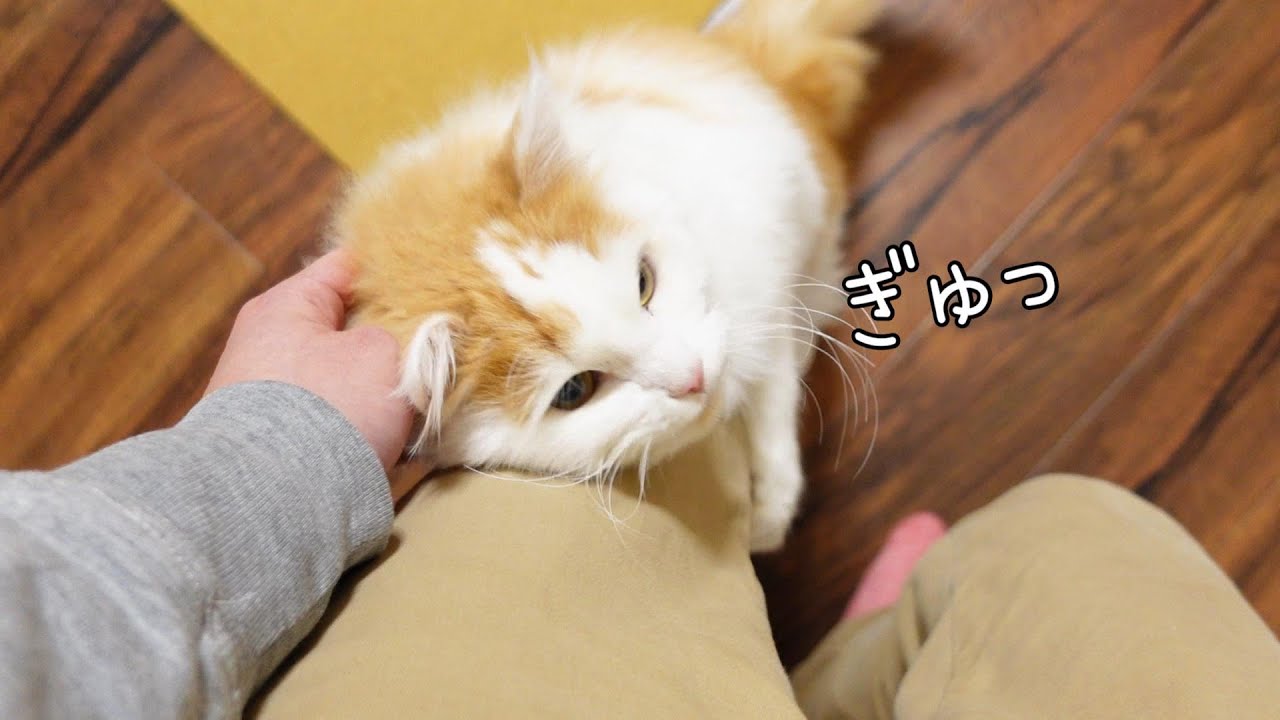飼い主が部屋に入ると毎回熱烈なハグでお迎えしてくれるにゃんこ