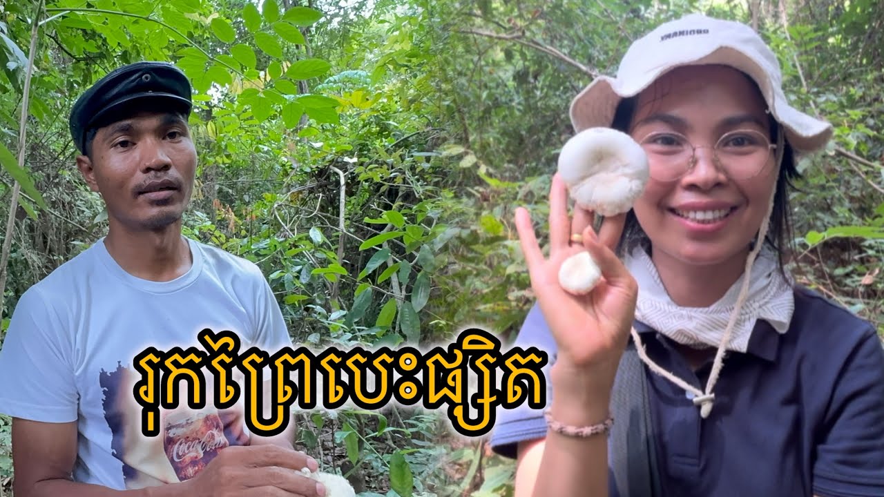 រុកព្រៃបេះផ្សិត A Peaceful Day Hunting Mushrooms in the Forest