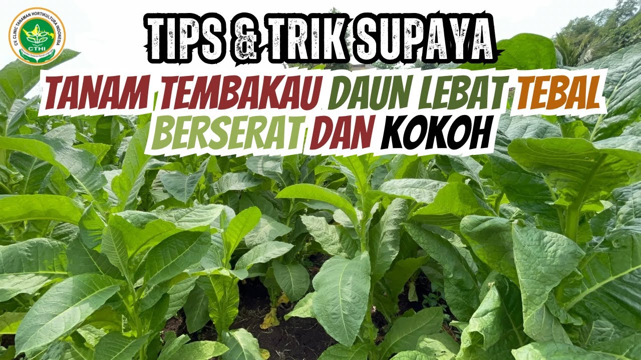 TIPS SUPAYA TANAMAN TEMBAKAU TETAP KOKOH DAN TUMBUH TINGGI LEBAR SAAT MUSIM KEMARAU BASAH/PENGHUJAN 