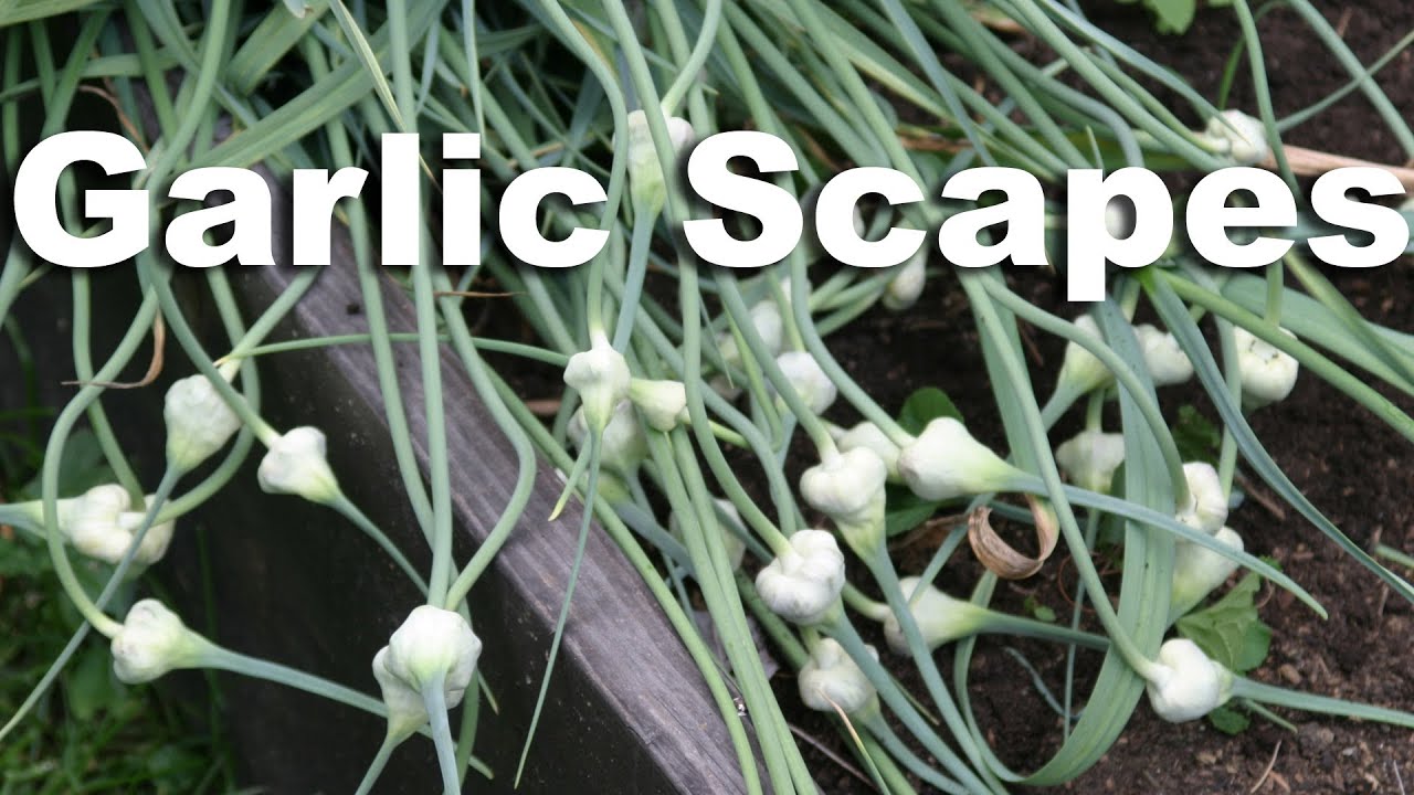 Harvest & Cook Garlic Scapes - GardenFork #11 HD