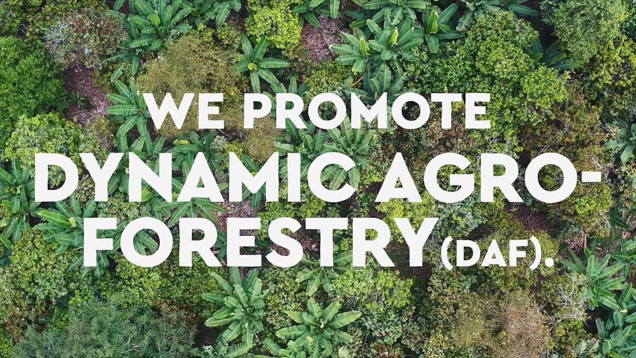 HALBA Dynamic Agroforestry 2024 (EN)