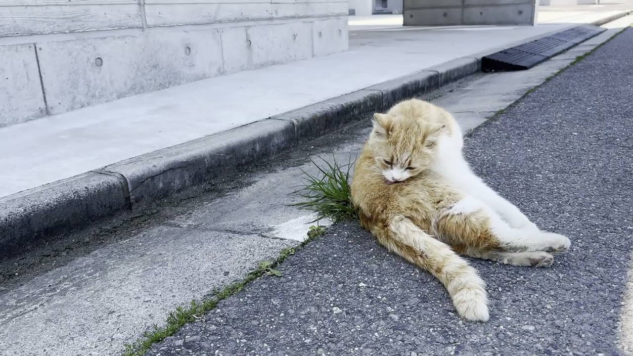 男木島のコミュニティセンタの近くにいたサビ猫さんとチャシロ猫さん2